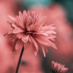 Meet your Posher, Mayra